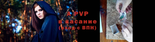 шишки Корсаков